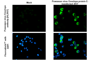 Anti-Powassan virus Envelope antibody [HL2957] used in Immunocytochemistry/ Immunofluorescence (ICC/IF). GTX640342